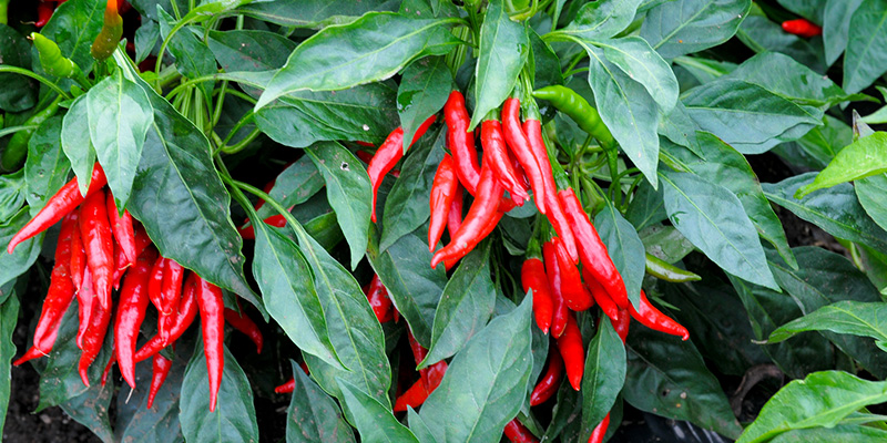 【東京都武蔵野市】”境のとんがらし”使ったクラフトビール。その名もMr. SAKAI!